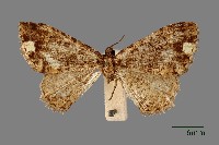 藏品(螟蛾)的圖片