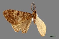 藏品(螟蛾)的圖片