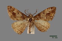 藏品(螟蛾)的圖片