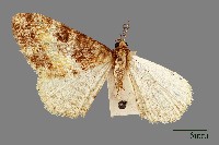 藏品(螟蛾)的圖片