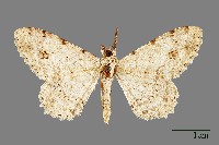 藏品(螟蛾)的圖片