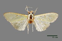 藏品(螟蛾)的圖片