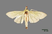 藏品(螟蛾)的圖片