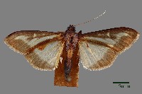 藏品(黃楊絹絲野螟蛾)的圖片