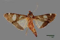 藏品(三斑絹野螟)的圖片