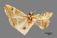 藏品(螟蛾)的圖片