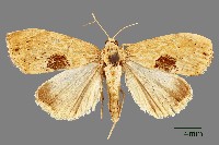 藏品(螟蛾)的圖片