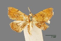 藏品(螟蛾)的圖片