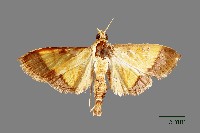 藏品(螟蛾)的圖片