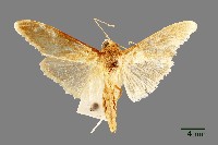 藏品(螟蛾)的圖片