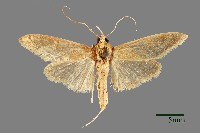 藏品(螟蛾)的圖片