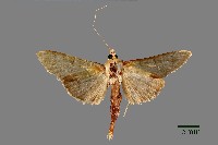 藏品(螟蛾)的圖片