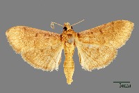 藏品(螟蛾)的圖片