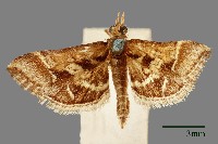 藏品(螟蛾)的圖片