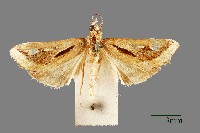 藏品(螟蛾)的圖片