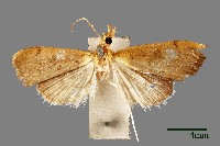 藏品(螟蛾)的圖片