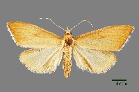 藏品(螟蛾)的圖片