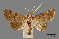 藏品(螟蛾)的圖片