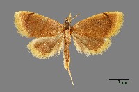 藏品(螟蛾)的圖片