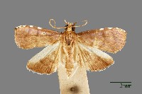 藏品(螟蛾)的圖片