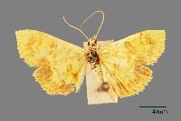 藏品(螟蛾)的圖片