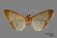 藏品(螟蛾)的圖片