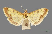 藏品(螟蛾)的圖片