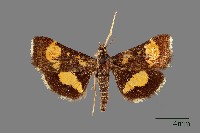 藏品(螟蛾)的圖片