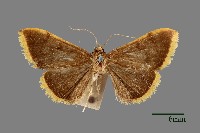 藏品(螟蛾)的圖片