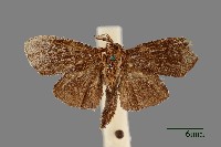 藏品(簑蛾)的圖片