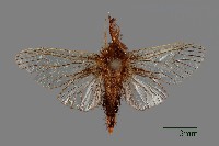 藏品(簑蛾)的圖片