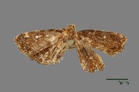 藏品(雕翅蛾)的圖片