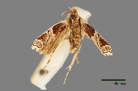 藏品(雕翅蛾)的圖片