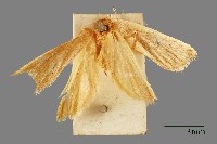 藏品(雕翅蛾)的圖片