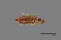 藏品(蠼螋)的圖片