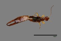 藏品(雙棘小蠼螋)的圖片