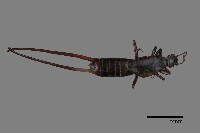 藏品(蠼螋)的圖片