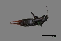 藏品(蠼螋)的圖片