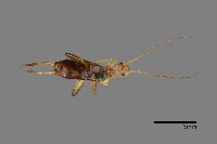 藏品(玉山唇螋)的圖片