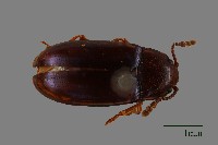 藏品(大蕈蟲)的圖片