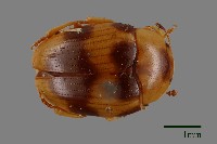 藏品(大蕈蟲)的圖片