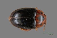 藏品(大蕈蟲)的圖片