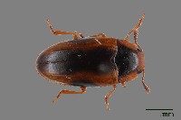 藏品(大蕈蟲)的圖片