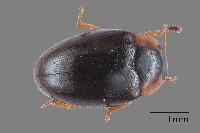 藏品(大蕈蟲)的圖片