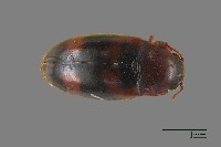 藏品(大蕈蟲)的圖片