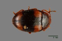 藏品(花甲)的圖片