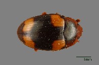 藏品(花甲)的圖片