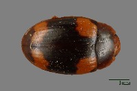 藏品(花甲)的圖片