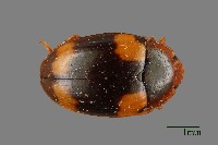 藏品(花甲)的圖片