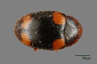 藏品(花甲)的圖片